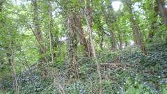 Green planet room with a view side of the road spring tale