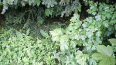 Green planet room with a view side of the road spring tale