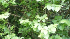 Green planet room with a view side of the road spring tale