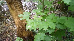 Green planet room with a view side of the road spring tale