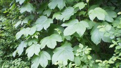 Green planet room with a view side of the road spring tale