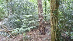 Green planet room with a view side of the road spring tale