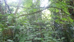 Green planet room with a view side of the road spring tale