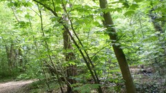 Green planet room with a view side of the road spring tale