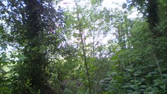 Green planet room with a view side of the road spring tale