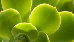 Green Plant leaves macro