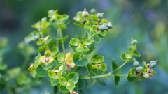 Green Plants depth of
