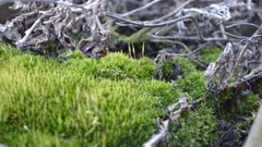 Green Plants Garden Zen Astérix le Gaulois microcosmos
