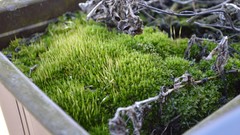 Green Plants Garden Zen microcosmos