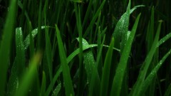 Green Plants macro water drops