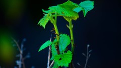Green Plants Photographers canon photo shoot