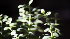 Green Plants shadows