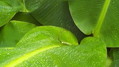 Green Plants water drops banana plant