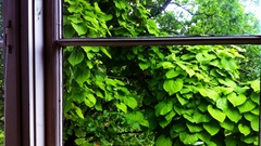 Green Plants window panes