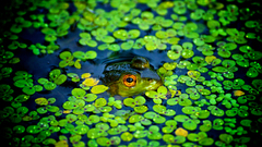 Green ponds Frogs camouflage