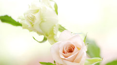 Green purple colors Flowers