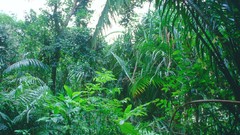 Green Rainforest