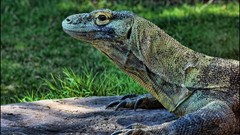 Green Reptiles HDR Photography