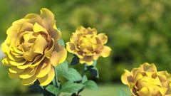 Green roses 3d Photo manipulation yellow flowers maya 2012 