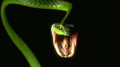 Green serpent Animals