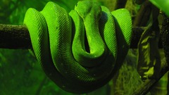 Green snakes