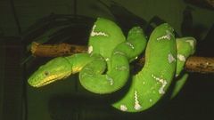 Green snakes
