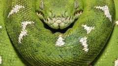 Green snakes
