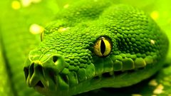 Green snakes