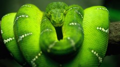 Green snakes