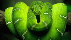 Green snakes Reptiles