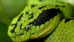 Green snakes Reptiles