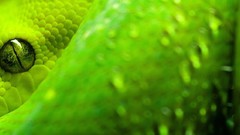 Green snakes Reptiles