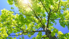 Green sun Trees spring