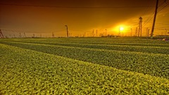 Green tea field sunset