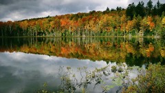 Green Trees autumn skyscapes