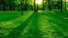 Green Trees forests grass