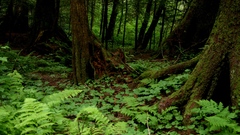 Green Trees forests natural