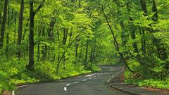 Green Trees forests roads