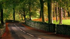 Green Trees forests roads