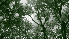 Green Trees high nature