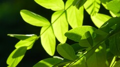 Green Trees nature leaves sunlight Plants