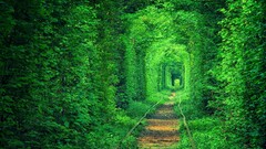 Green tunnel path nature forest Trees railway Plants