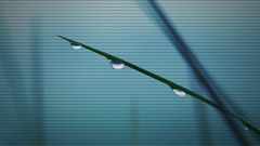 Green water drop grass