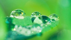Green water drops