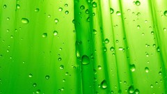 Green water drops