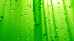 Green water drops condensation