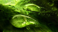 Green water drops nature