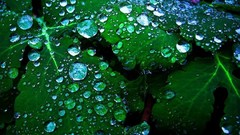 Green water leaves water