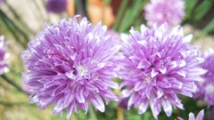 Green water nature Flowers