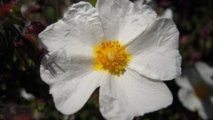 Green water nature Flowers